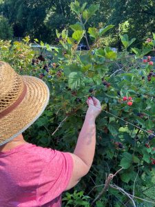 older woman in straw hat picking blueberries